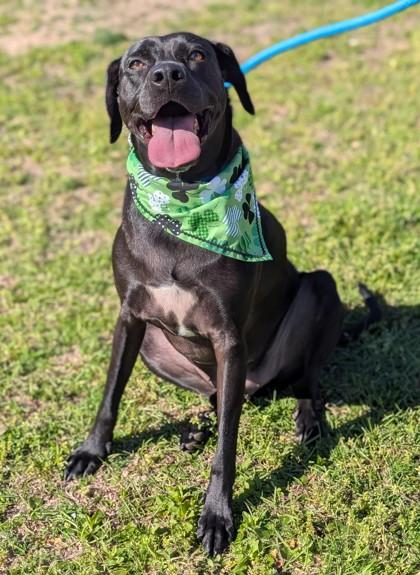 Torin, Adoptable, Adult Male Retriever & Mixed Breed.