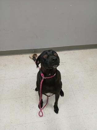 Topher, Adoptable, Adult Male Retriever & Mixed Breed.