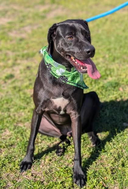 Enlarge Torin, a Adoptable mixed breed in Gulfport, MS image 2/3