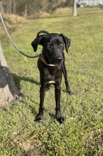 Enlarge Torin, a Adoptable mixed breed in Gulfport, MS image 3/3