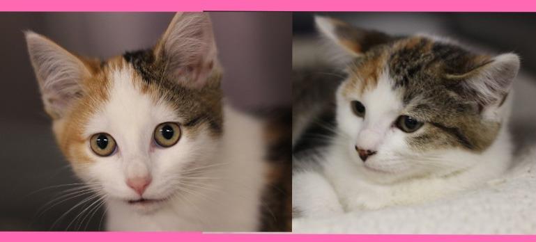 Anikka & Kiara, Adoptable, Kitten Female Domestic Short Hair.