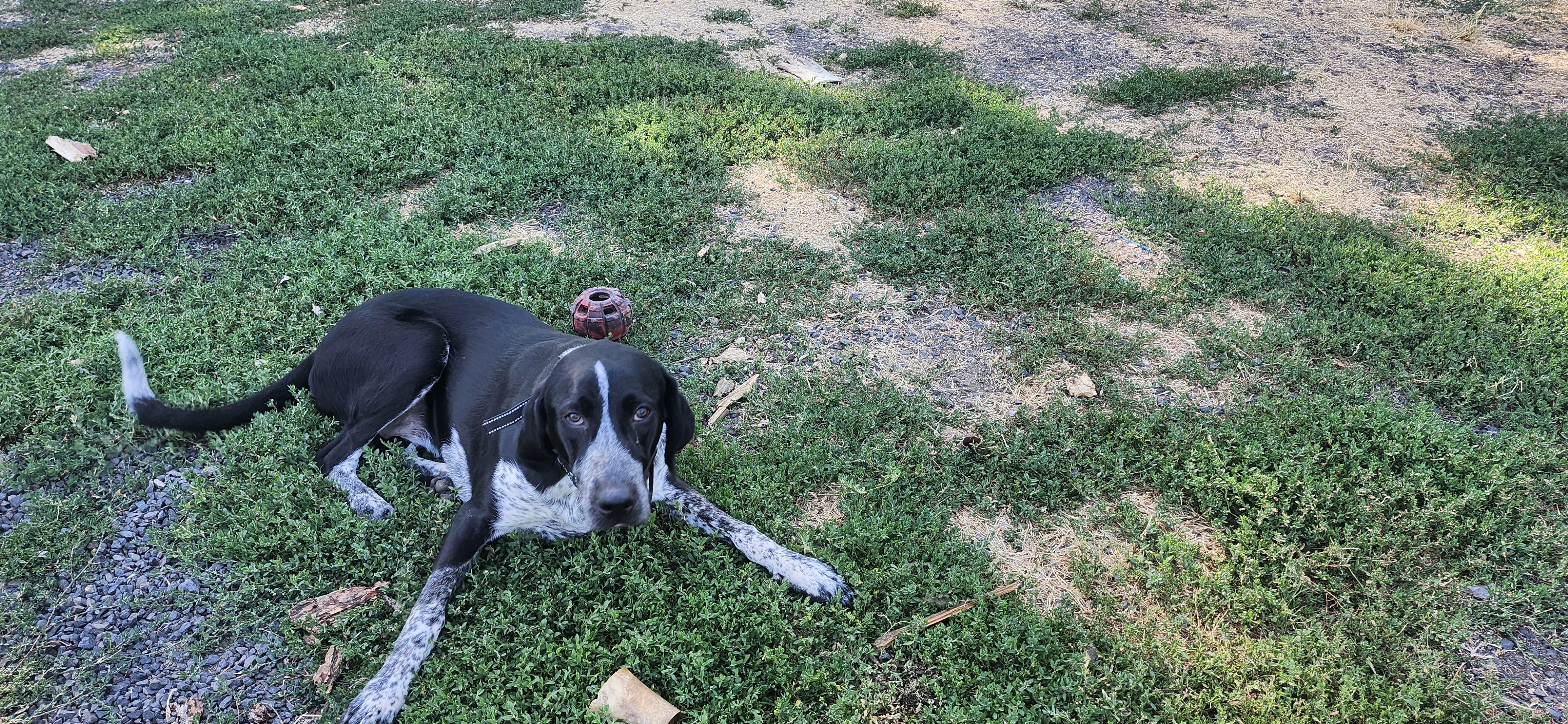 Enlarge Maggie *COURTESY POST*, a ADOPTABLE Bluetick Coonhound in Lewiston, ID image 2/2