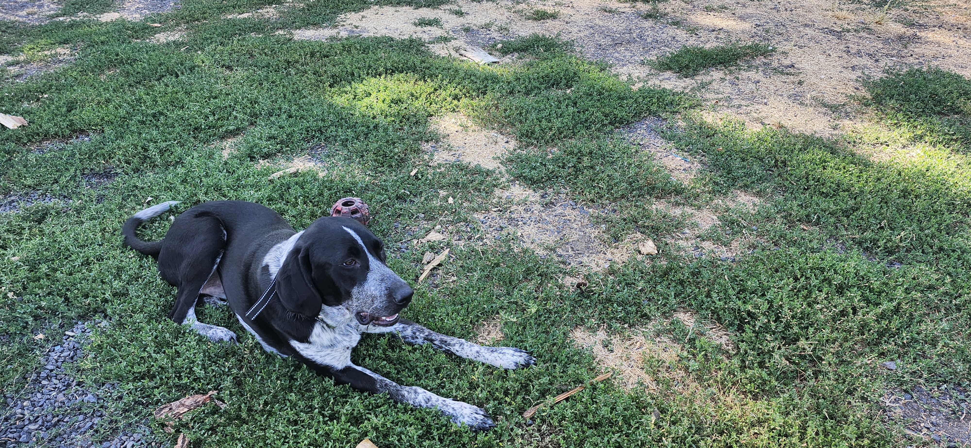 Enlarge Maggie *COURTESY POST*, a ADOPTABLE Bluetick Coonhound in Lewiston, ID image 1/2