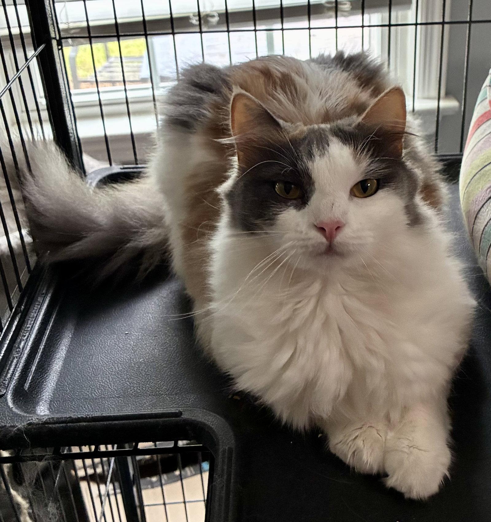 Katydid, Adoptable, Adult Female Domestic Long Hair & Dilute Calico.