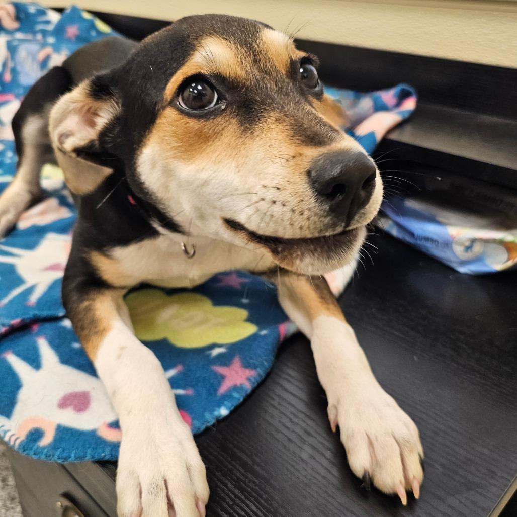 Monroe (Emmy), Adoptable, Young Female Terrier & Poodle.