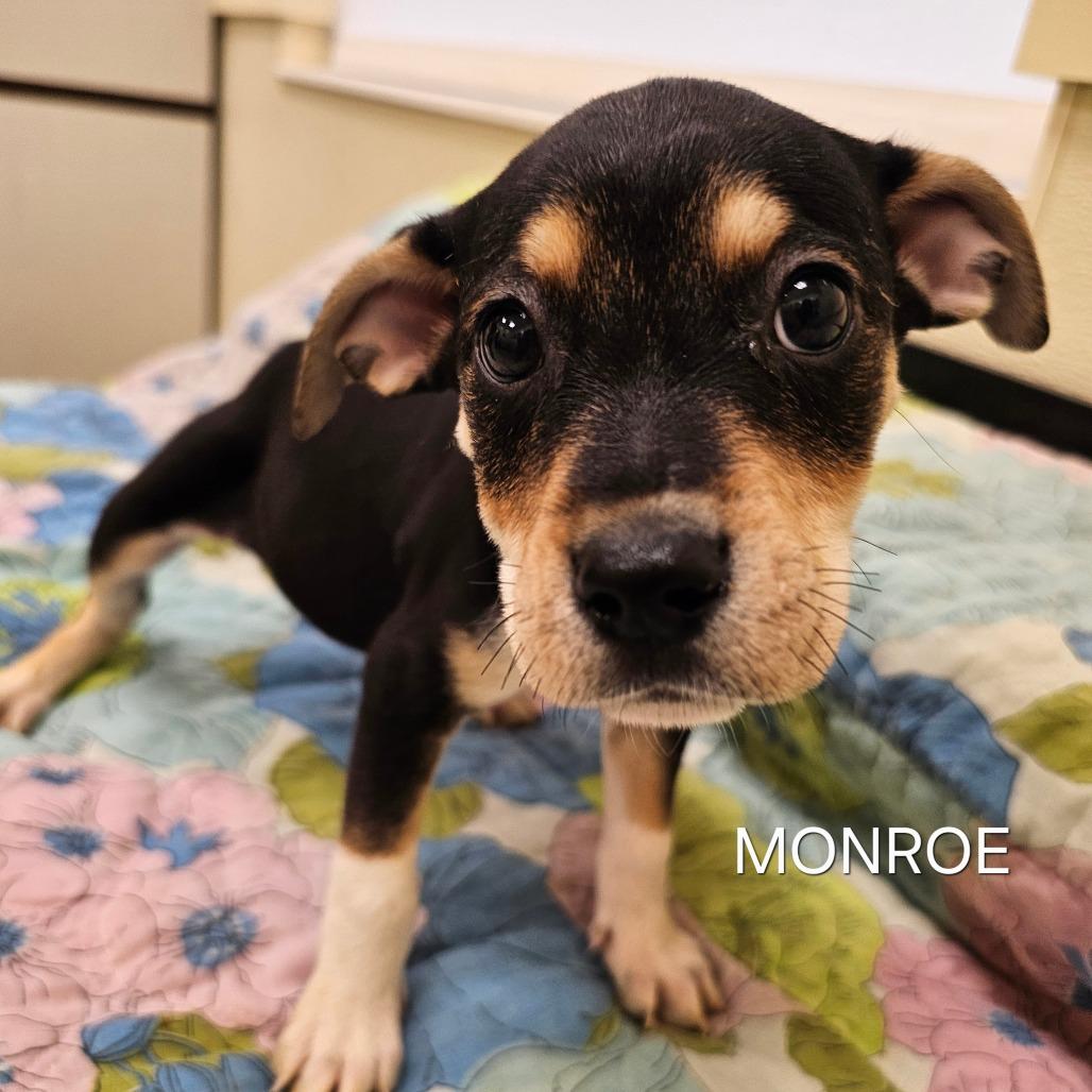 Enlarge Monroe (Emmy), a Adoptable mixed breed in Madisonville, TN image 2/6