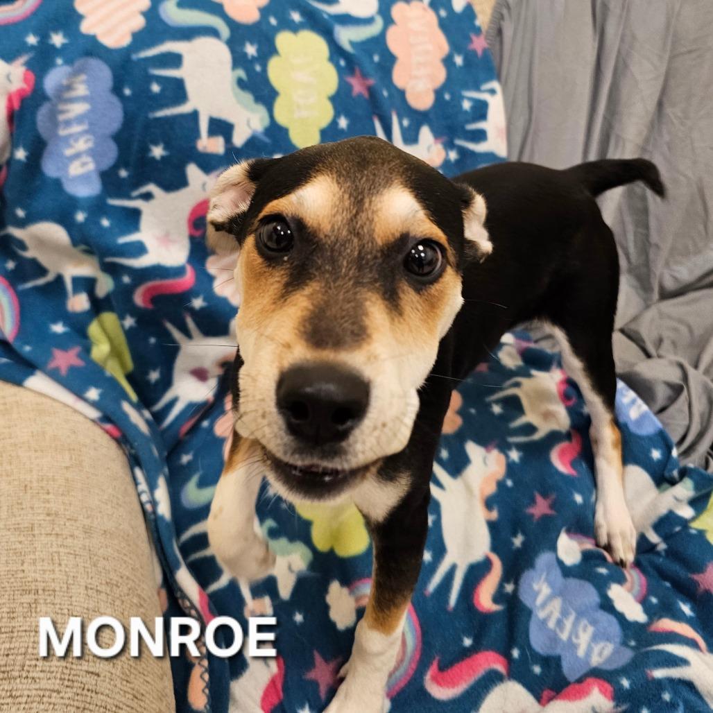Enlarge Monroe (Emmy), a Adoptable mixed breed in Madisonville, TN image 3/6