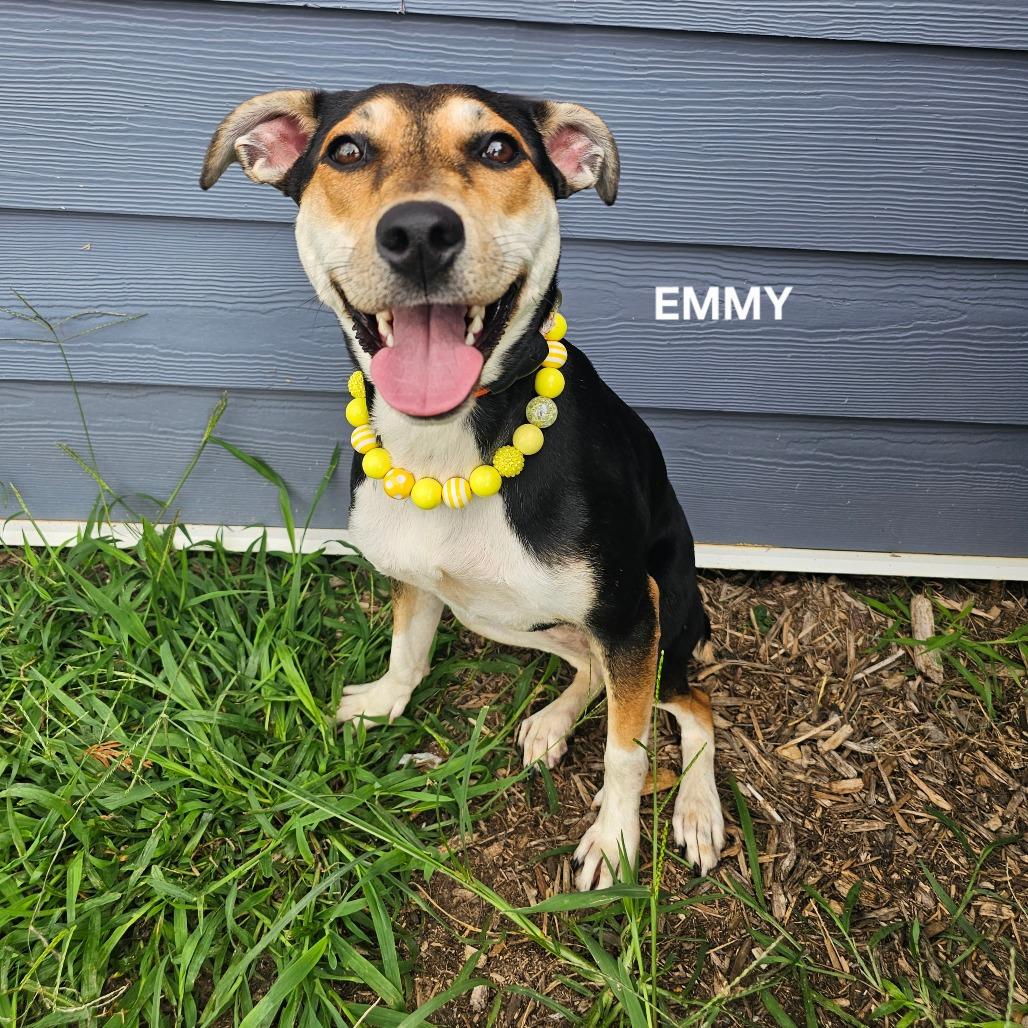 Enlarge Monroe (Emmy), a Adoptable mixed breed in Madisonville, TN image 4/6