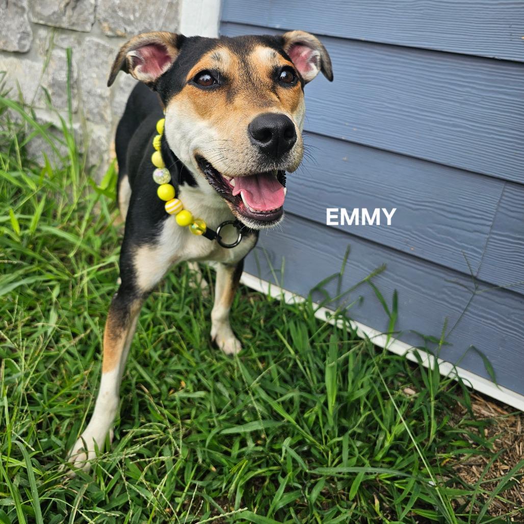 Enlarge Monroe (Emmy), a Adoptable mixed breed in Madisonville, TN image 5/6