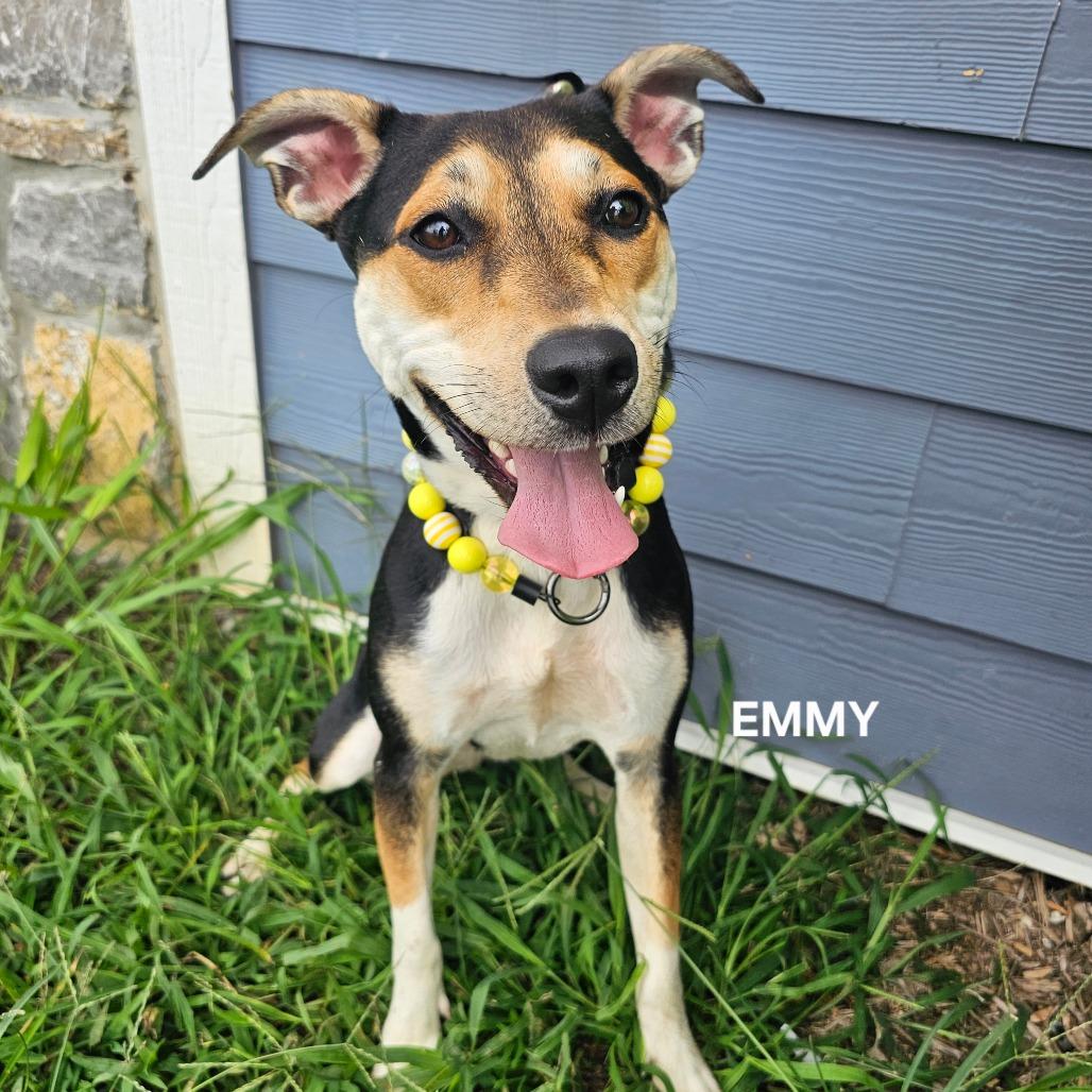 Enlarge Monroe (Emmy), a Adoptable mixed breed in Madisonville, TN image 6/6