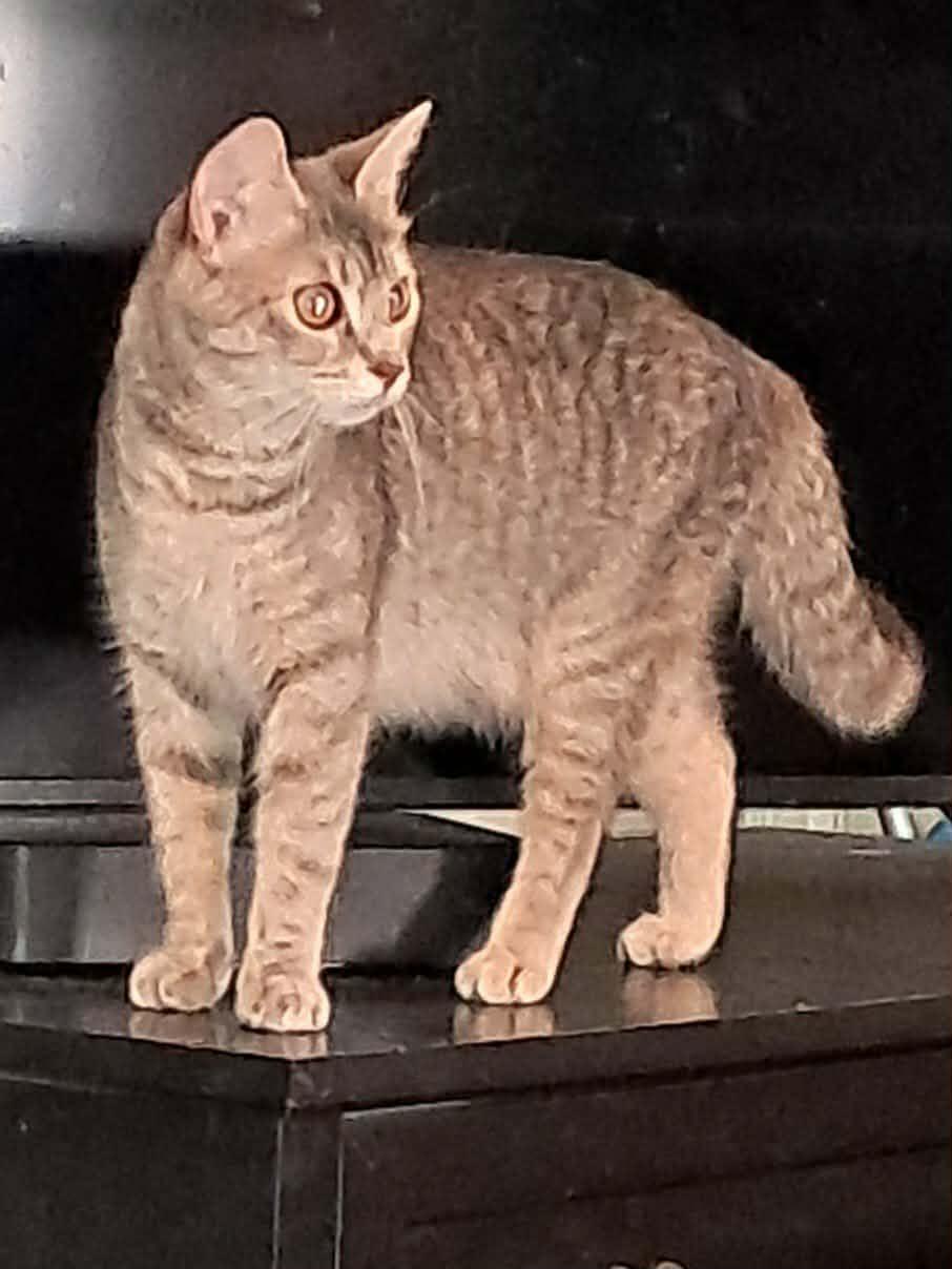 Bella, ADOPTABLE, Young Female Domestic Short Hair & Abyssinian.