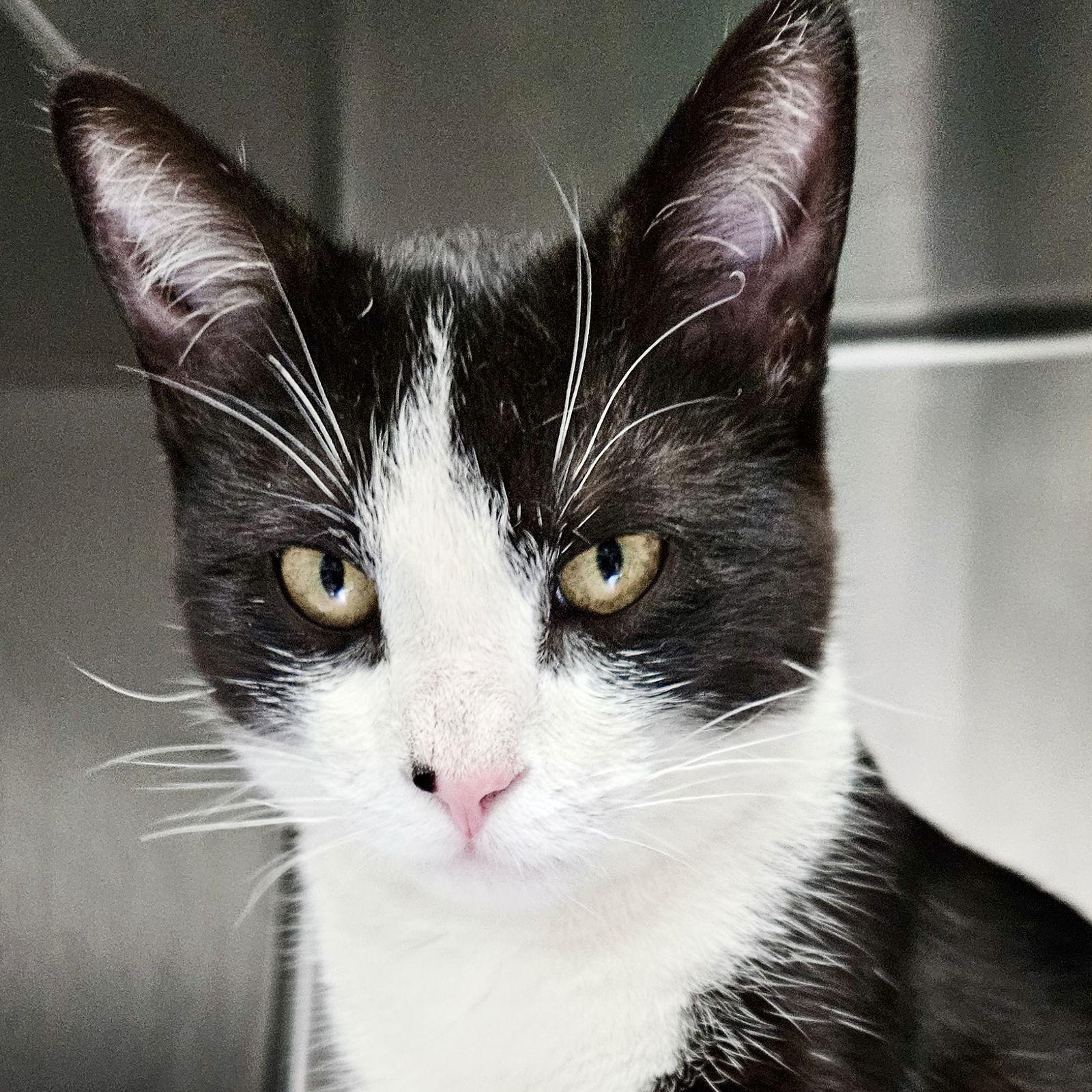 Lincoln, a Adopted Domestic Short Hair in Oakland, CA image 1/3