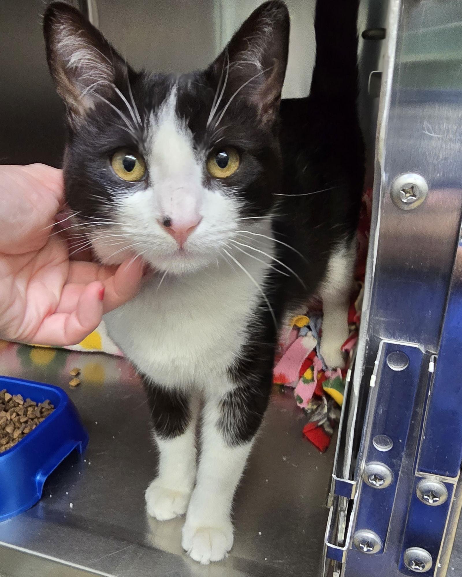 Lincoln, a Adopted Domestic Short Hair in Oakland, CA image 2/3