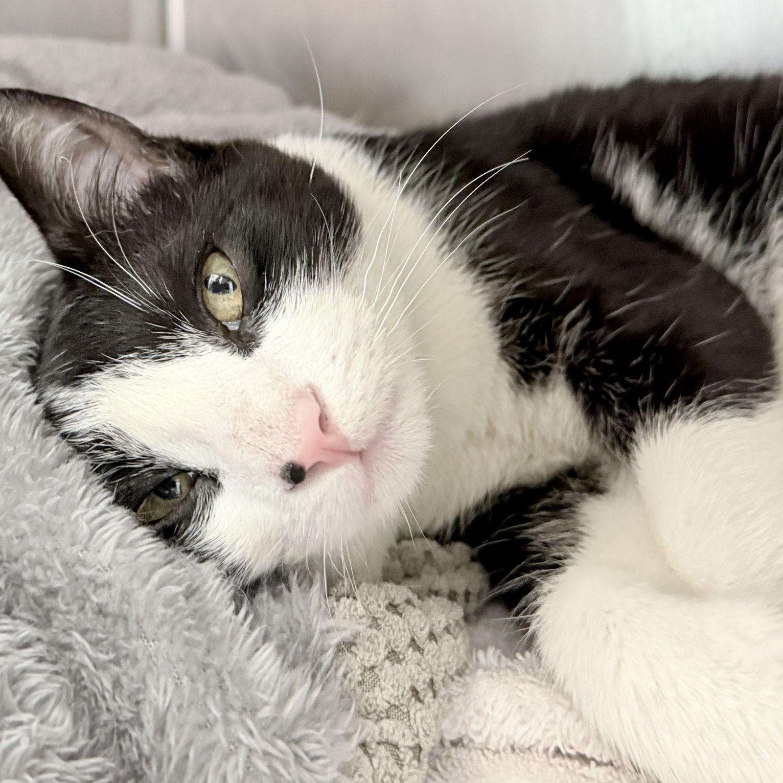 Lincoln, a Adopted Domestic Short Hair in Oakland, CA image 3/3