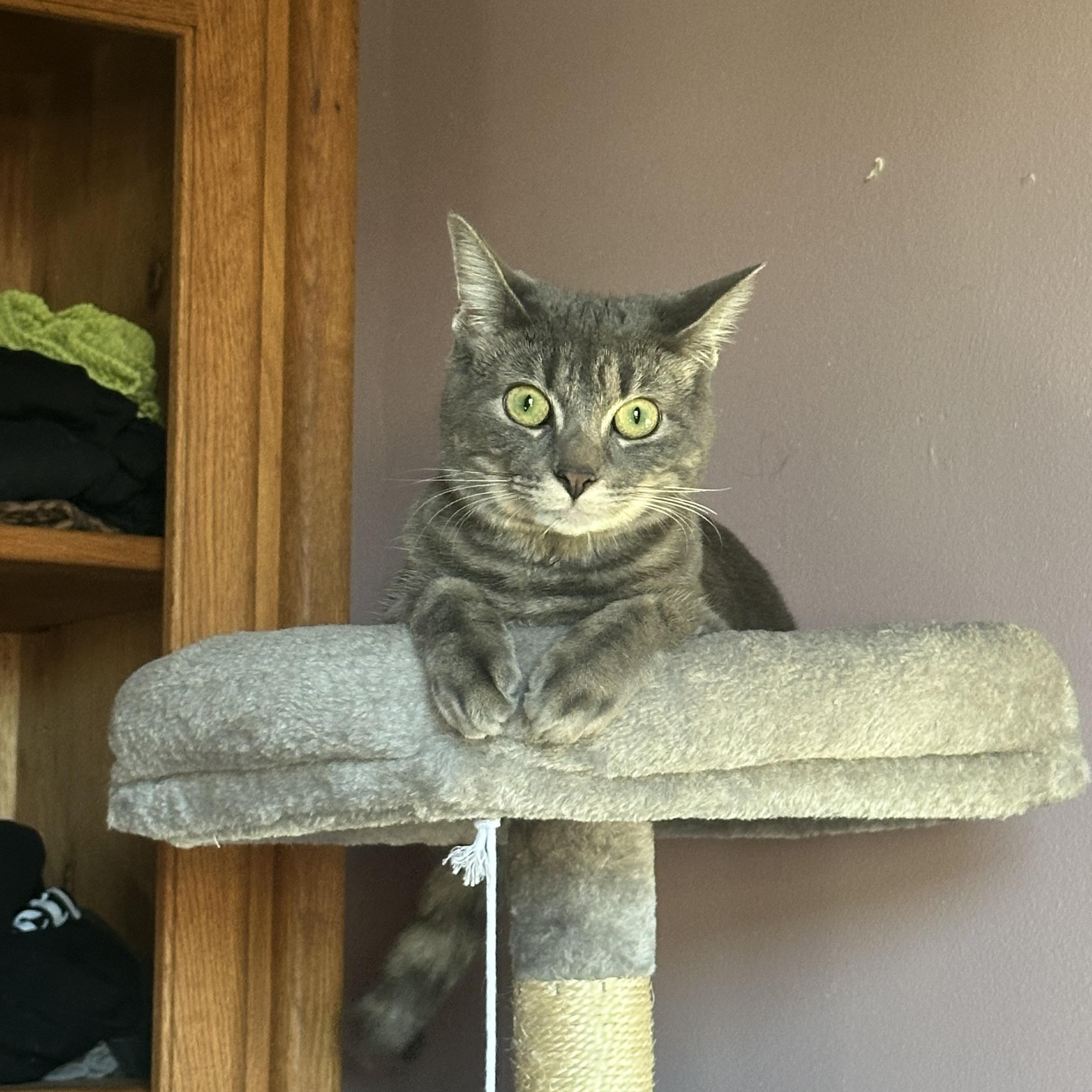 Muffin photo