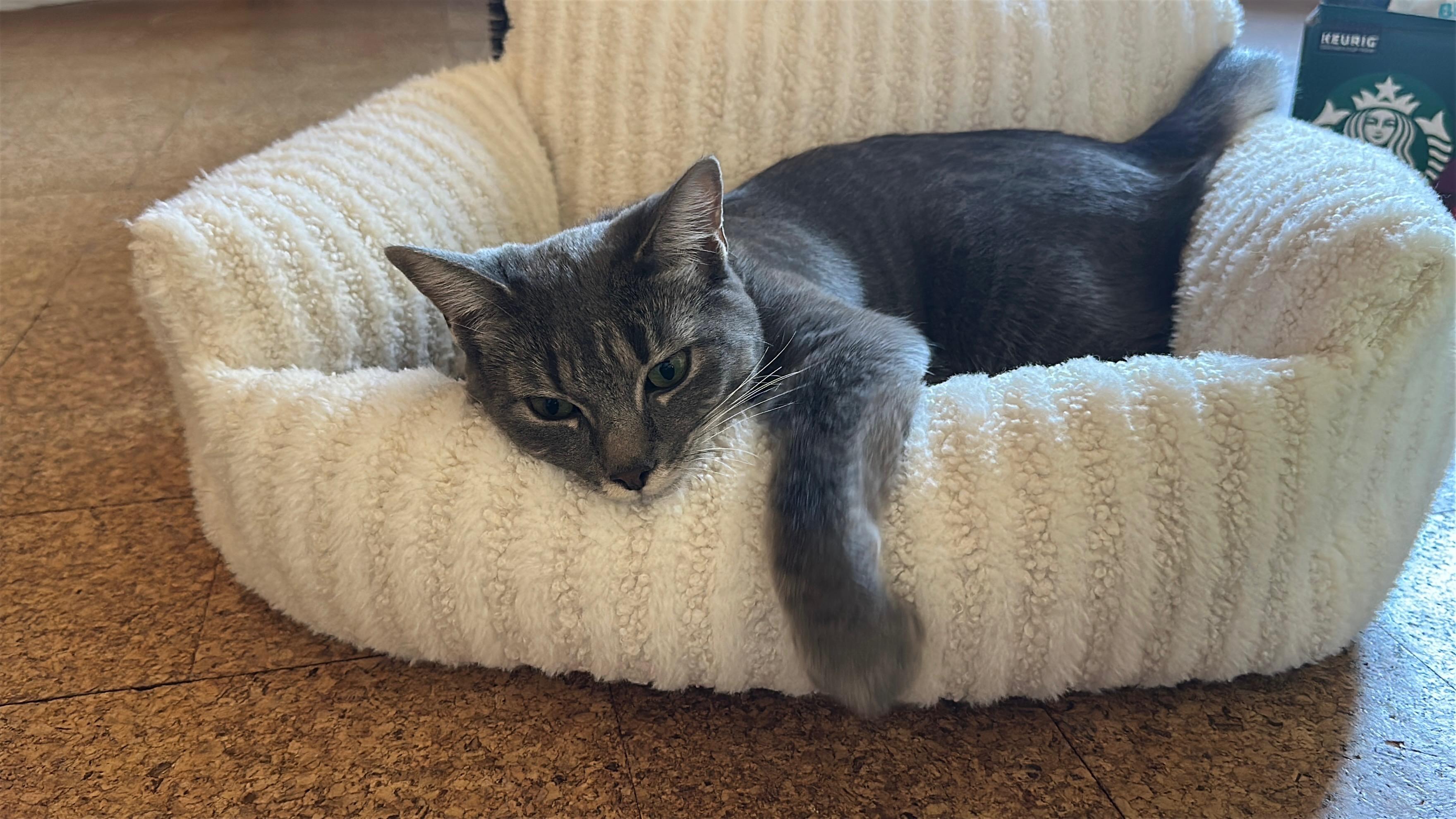 Enlarge Muffin, a Adoptable Domestic Medium Hair in Crystal Lake, IL image 6/6