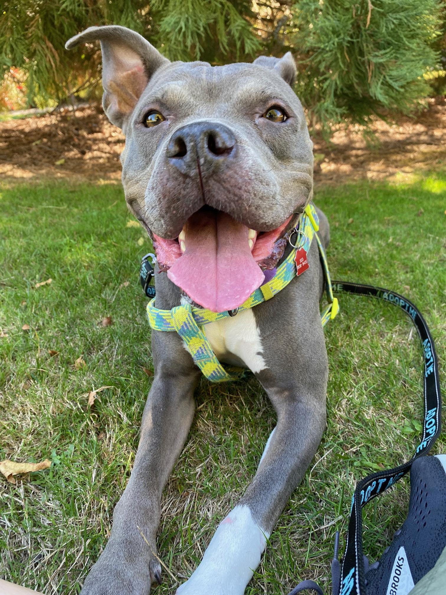 Athena, a Adoptable Pit Bull Terrier in Portland, OR image 2/6