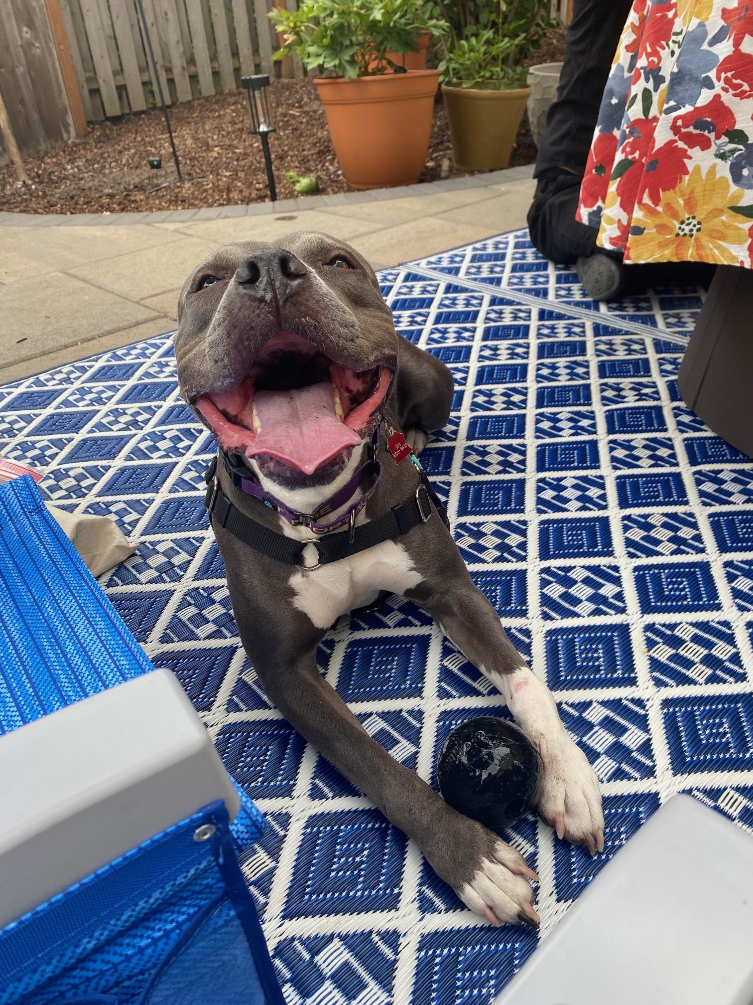 Athena, a Adoptable Pit Bull Terrier in Portland, OR image 3/6