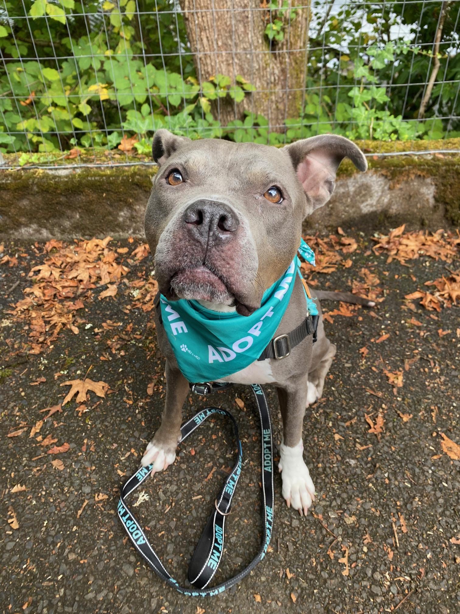 Enlarge Athena, a Adoptable Pit Bull Terrier in Portland, OR image 3/6