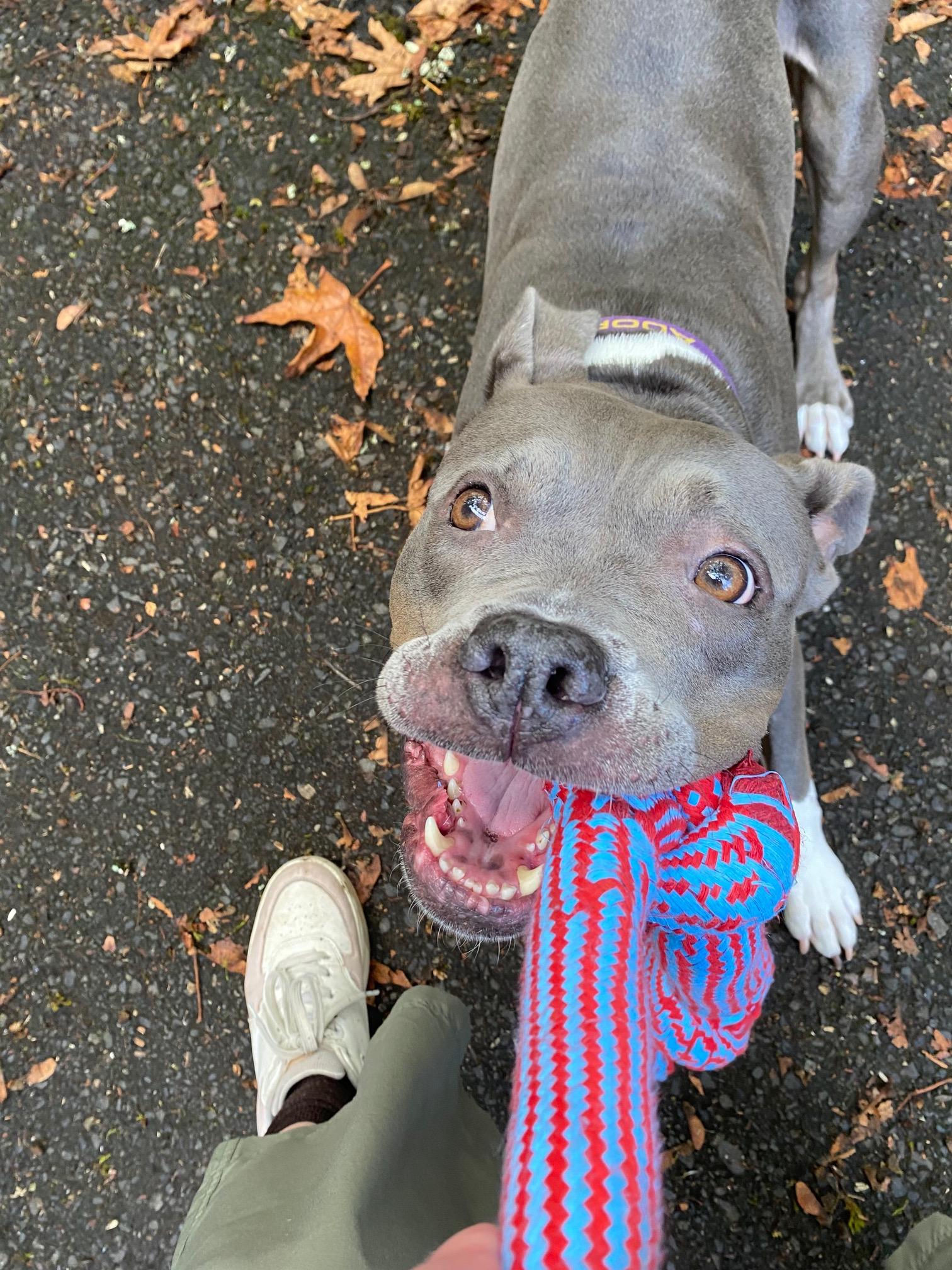 Enlarge Athena, a Adoptable Pit Bull Terrier in Portland, OR image 4/6