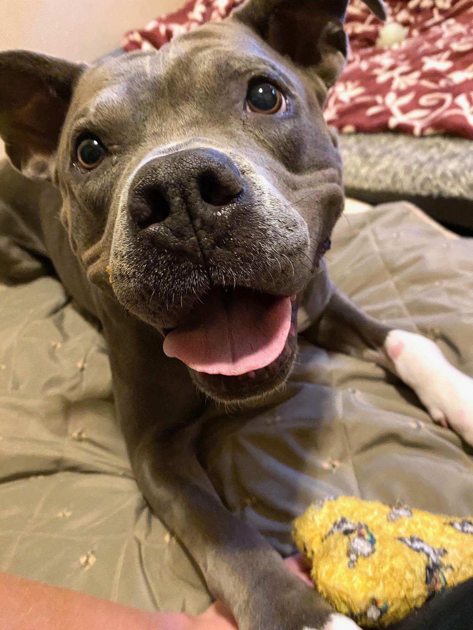 Enlarge Athena, a Adoptable Pit Bull Terrier in Portland, OR image 6/6