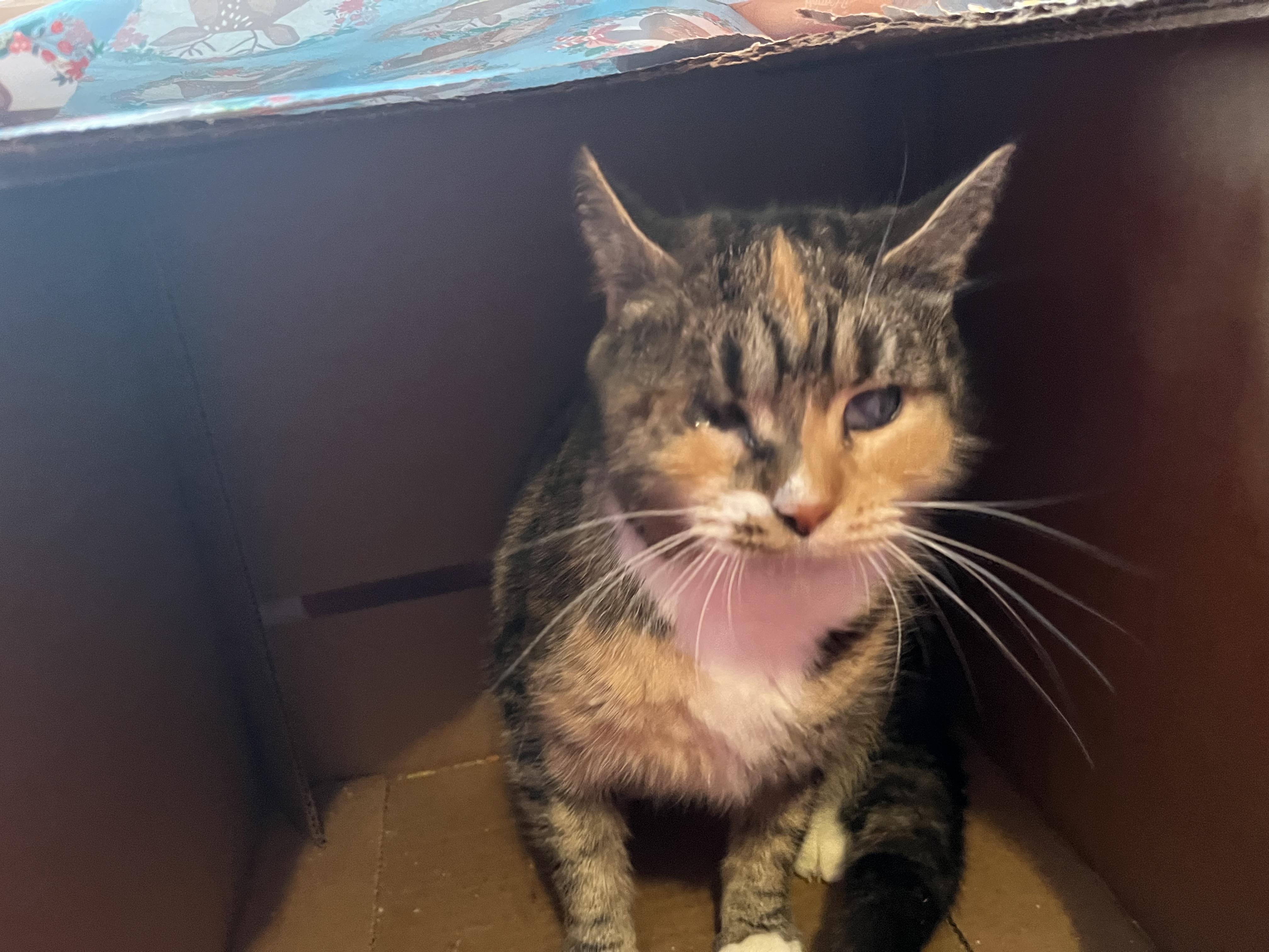 Sierra, a Adoptable Calico in Olean , NY image 1/5