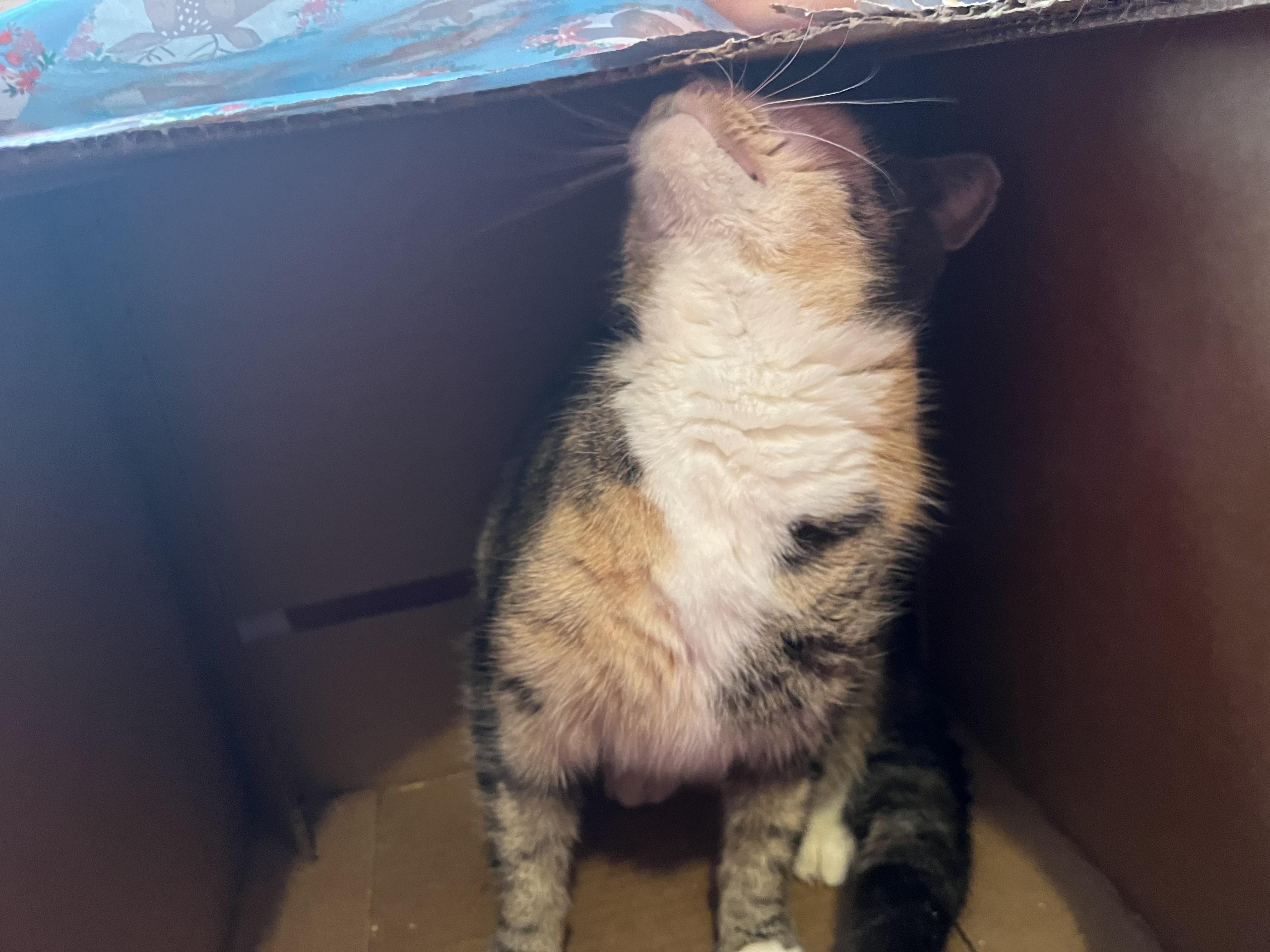 Sierra, a Adoptable Calico in Olean , NY image 2/5