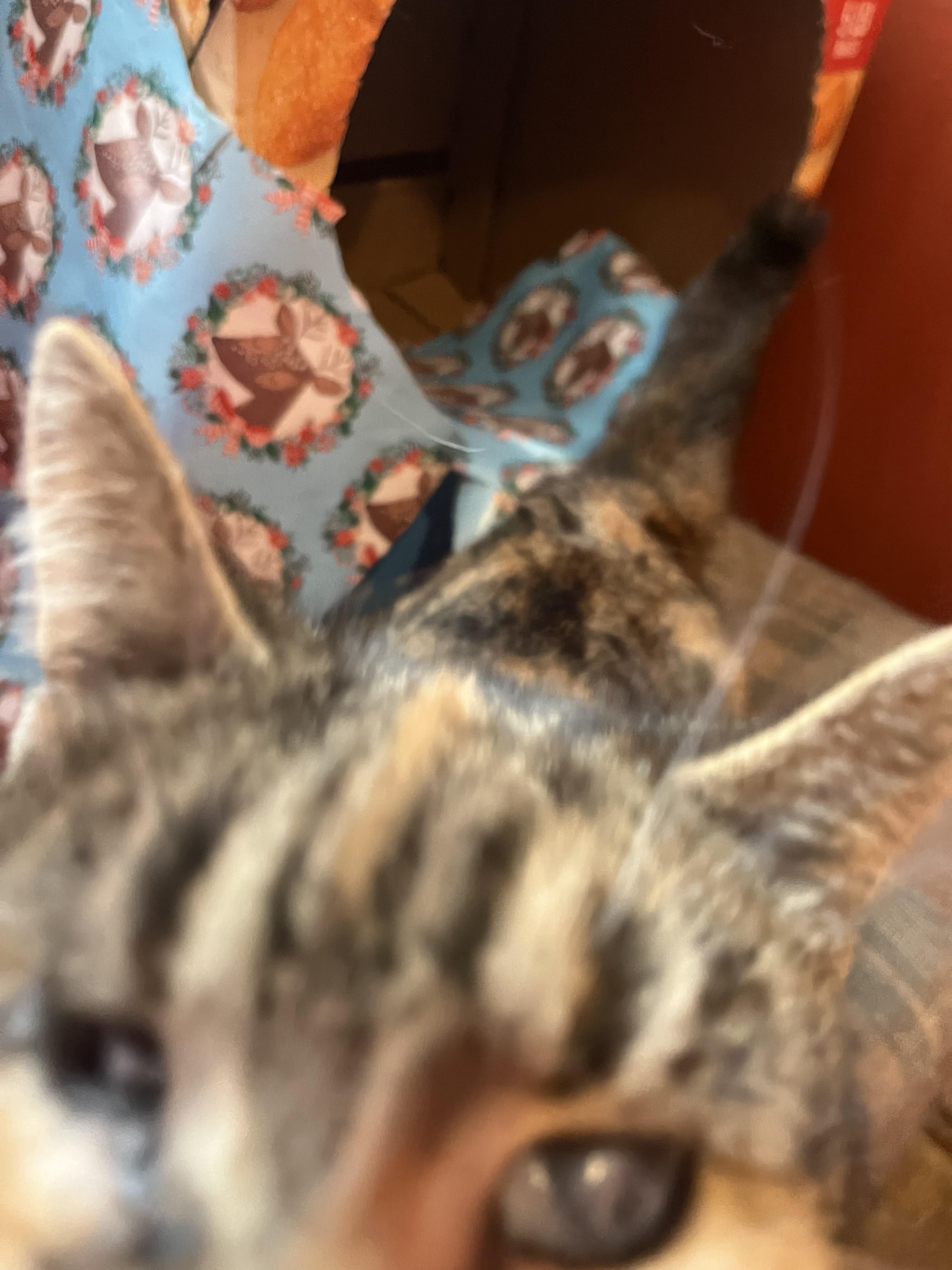 Sierra, a Adoptable Calico in Olean , NY image 3/5