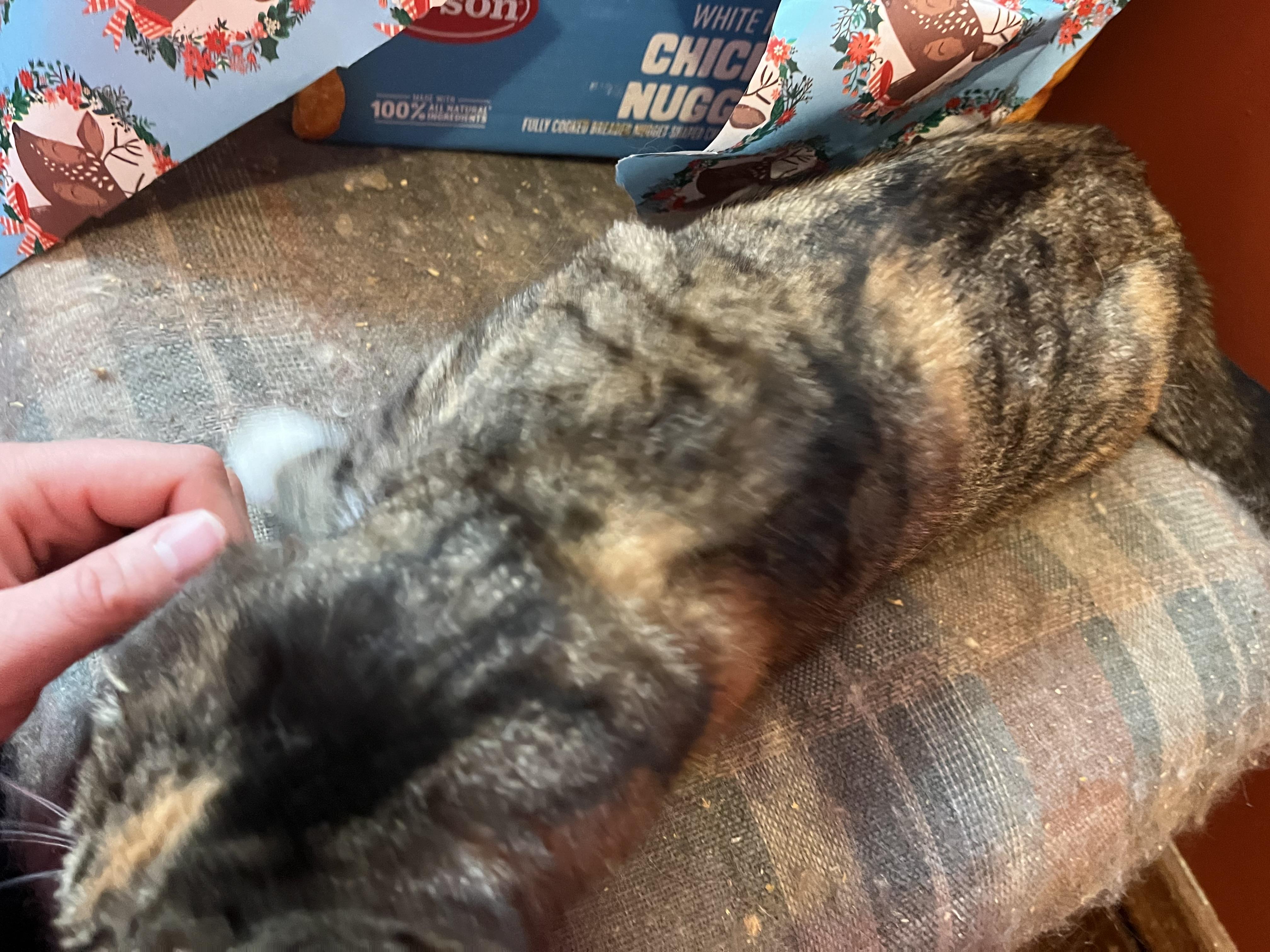 Sierra, a Adoptable Calico in Olean , NY image 4/5