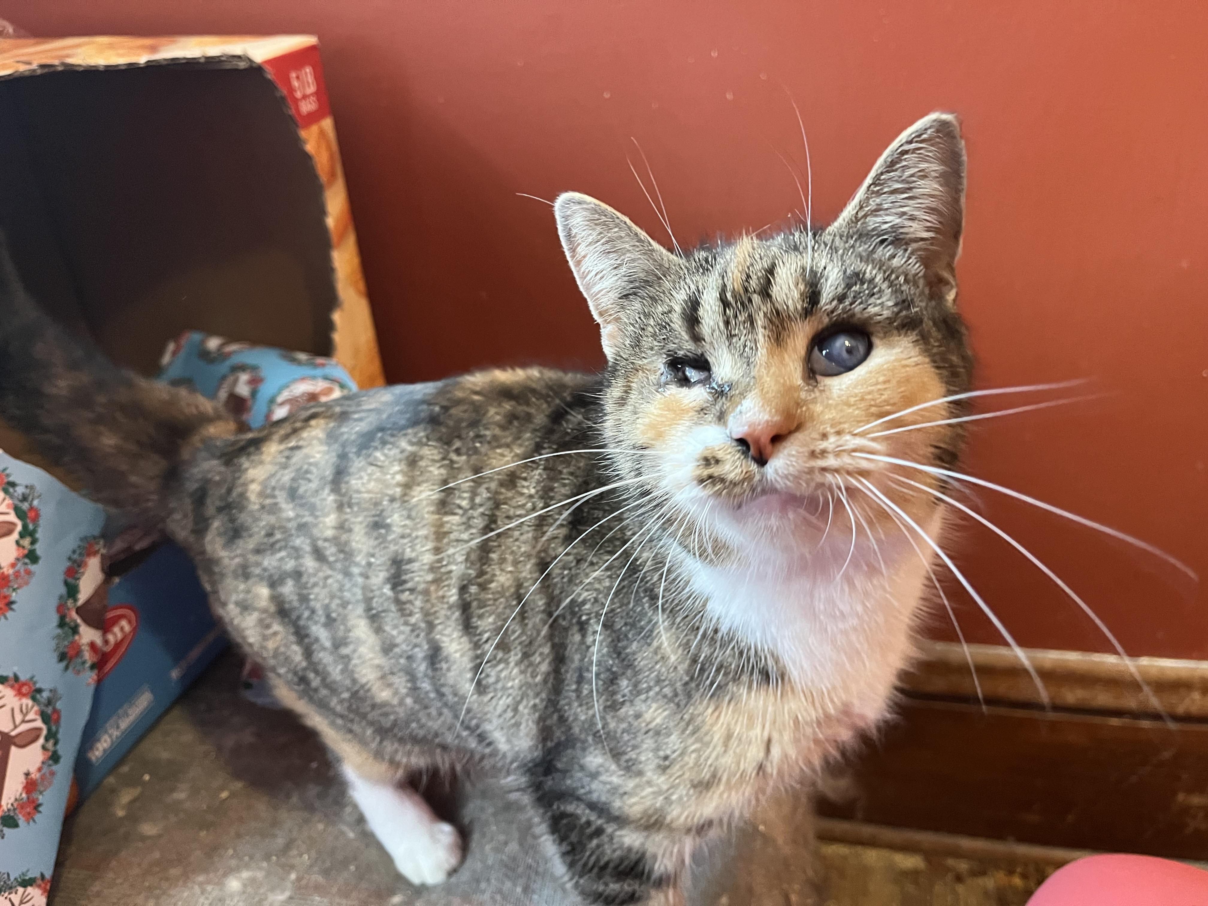 Sierra, a Adoptable Calico in Olean , NY image 5/5
