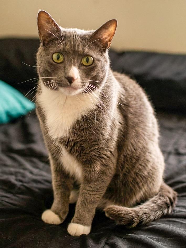 Ziggy, Adoptable, Adult Male Domestic Short Hair.