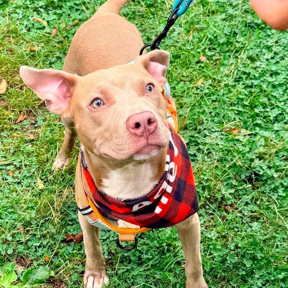 Enlarge Baby Chino, a ADOPTABLE mixed breed in Buffalo, NY image 5/6