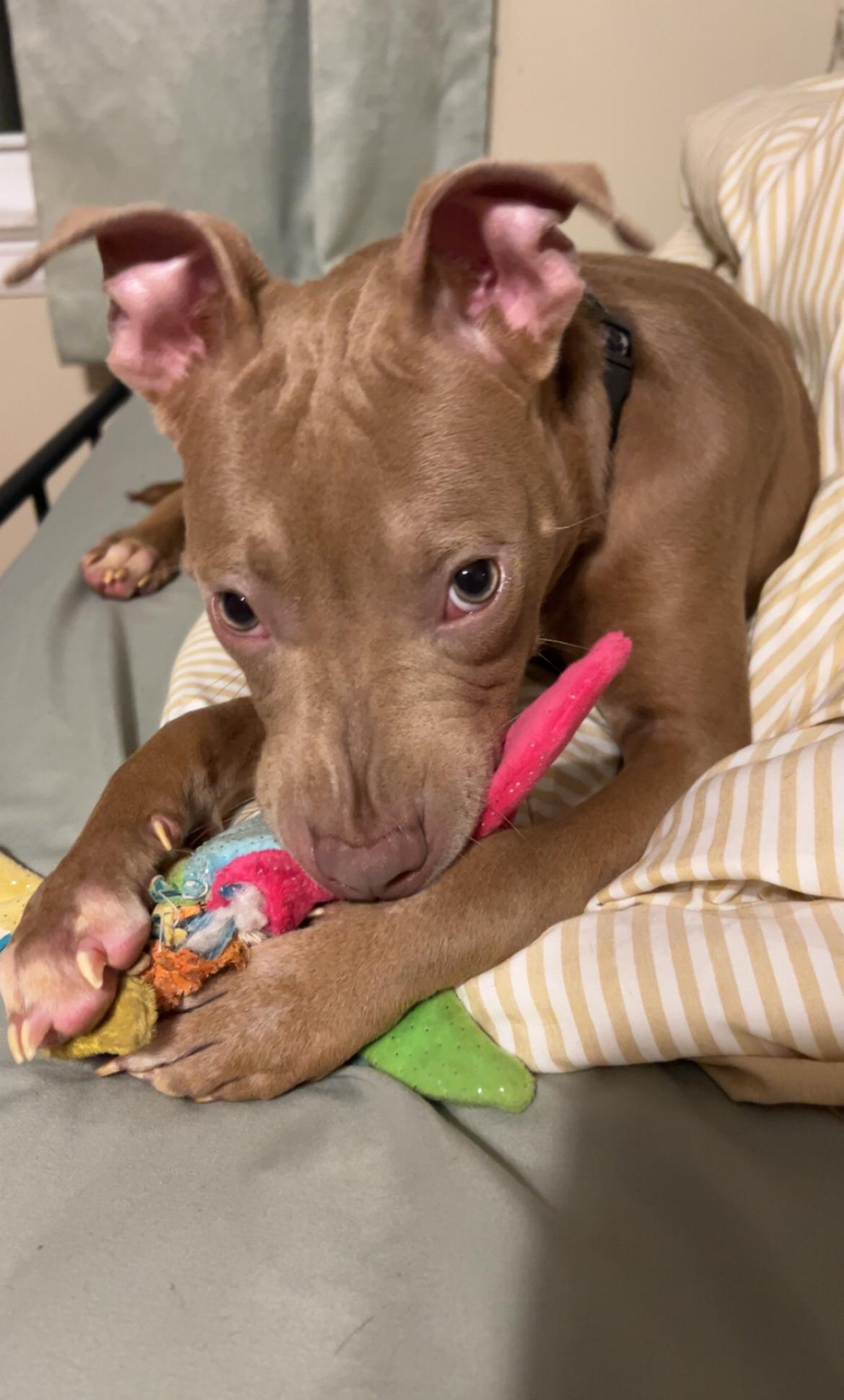 Enlarge Baby Chino, a ADOPTABLE mixed breed in Buffalo, NY image 3/6