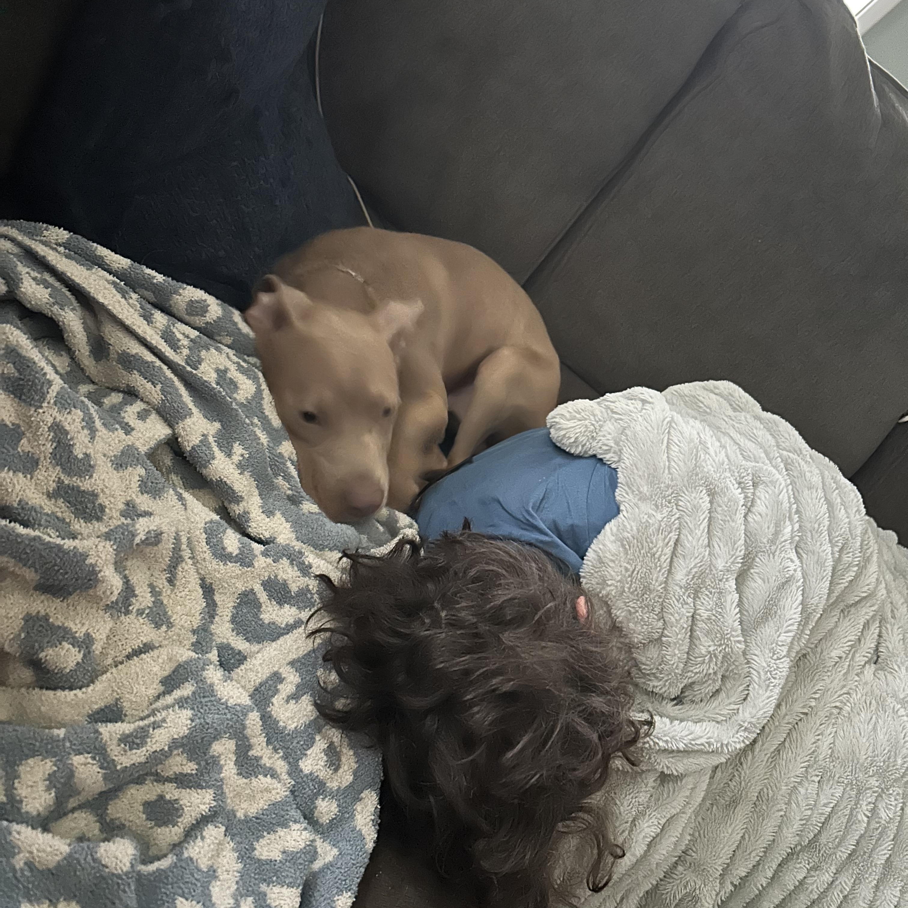 Enlarge Baby Chino, a ADOPTABLE mixed breed in Buffalo, NY image 2/6