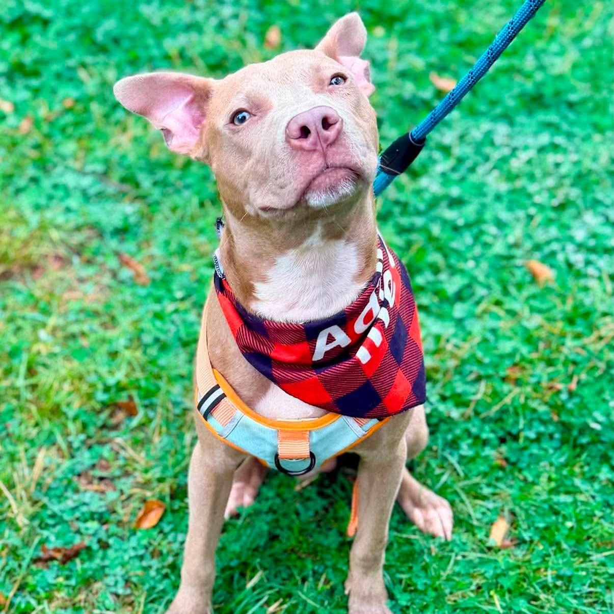 Enlarge Baby Chino, a ADOPTABLE mixed breed in Buffalo, NY image 1/6