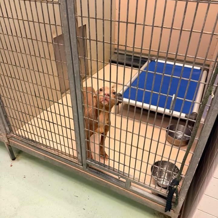 Enlarge Baby Chino, a ADOPTABLE mixed breed in Buffalo, NY image 4/6