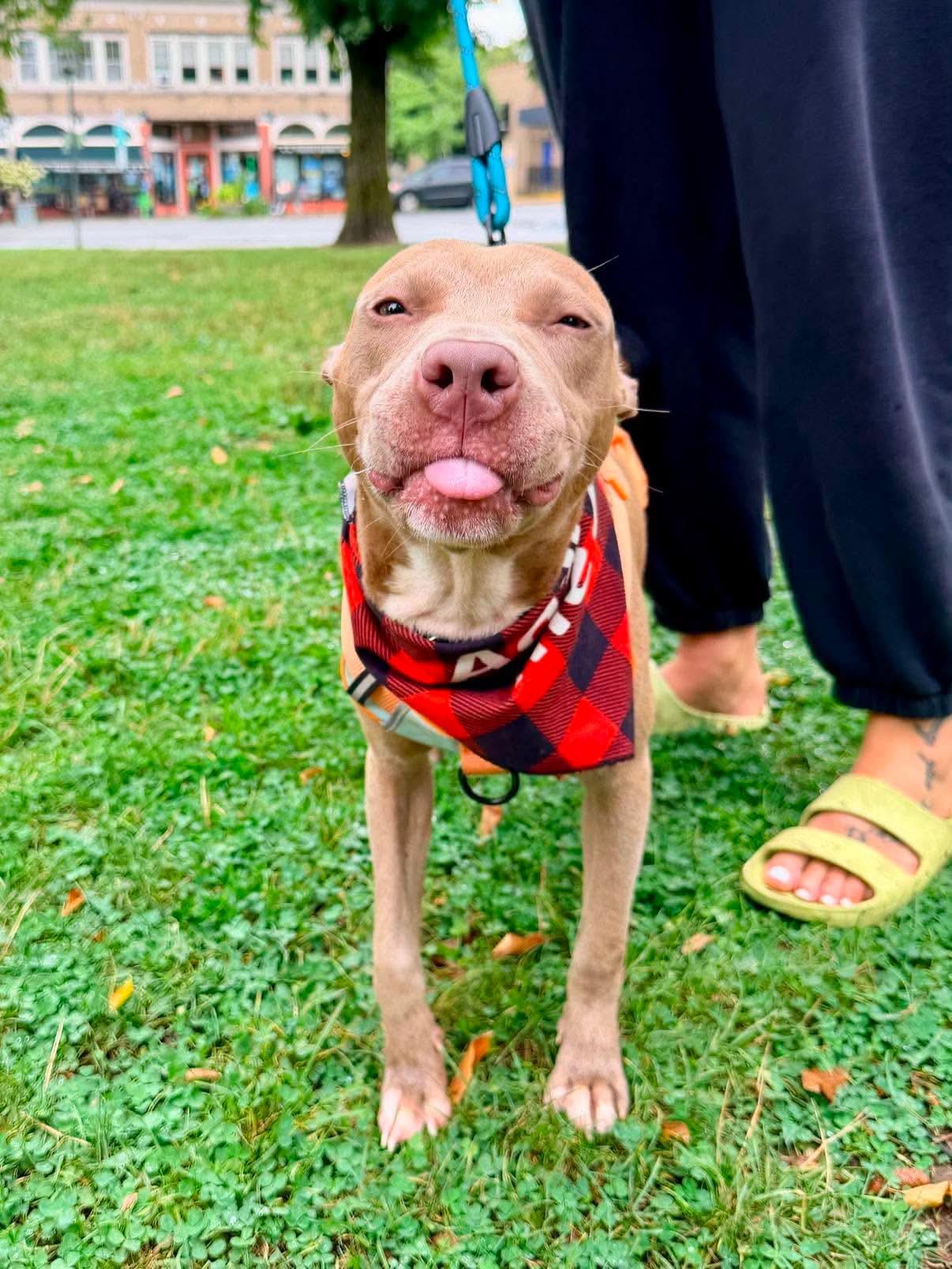 Enlarge Baby Chino, a ADOPTABLE mixed breed in Buffalo, NY image 6/6