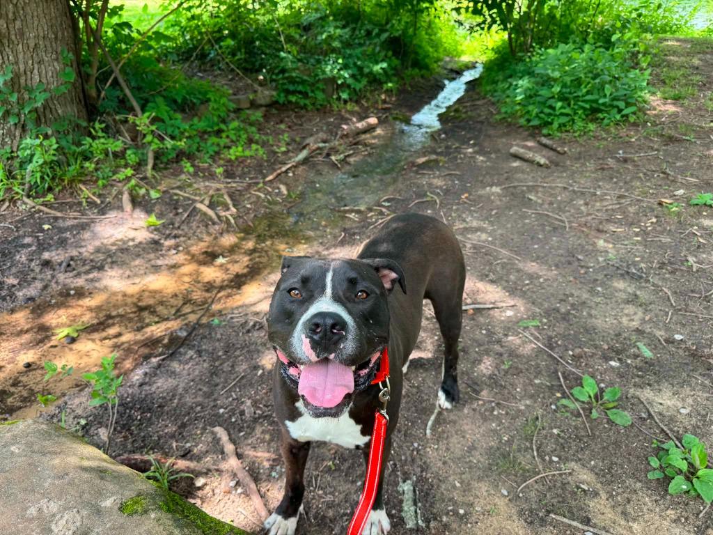 Enlarge Aros, a Adoptable mixed breed in East Ridge, TN image 1/5
