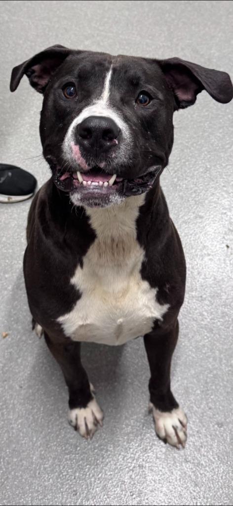 Enlarge Aros, a Adoptable mixed breed in East Ridge, TN image 2/5