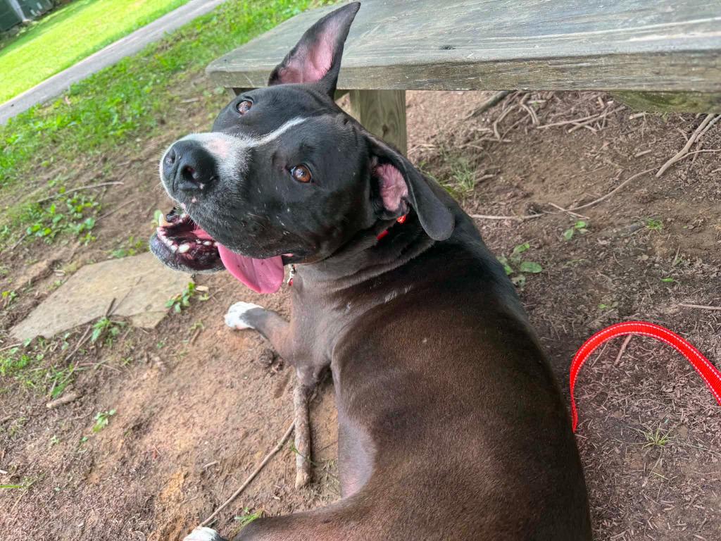 Enlarge Aros, a Adoptable mixed breed in East Ridge, TN image 3/5