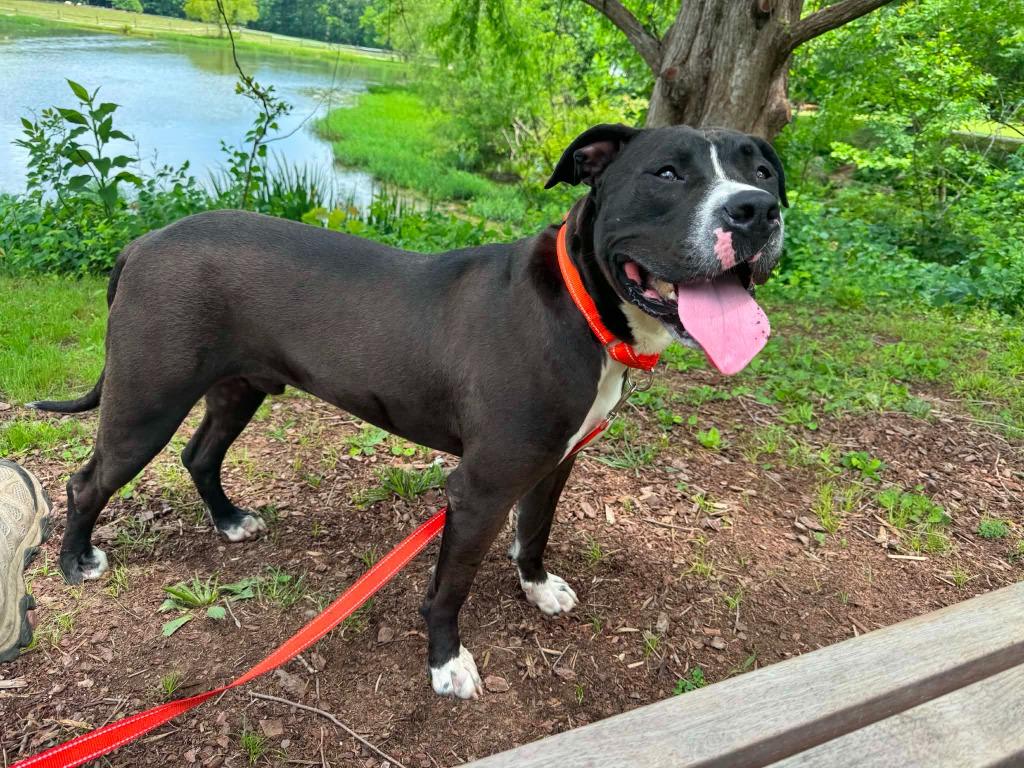Enlarge Aros, a Adoptable mixed breed in East Ridge, TN image 4/5