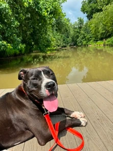 Enlarge Aros, a Adoptable mixed breed in East Ridge, TN image 5/5