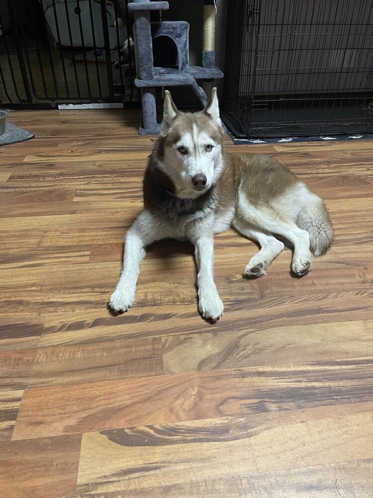 Enlarge Galaxy, a Adoptable Husky in Coldwater, MI image 1/6