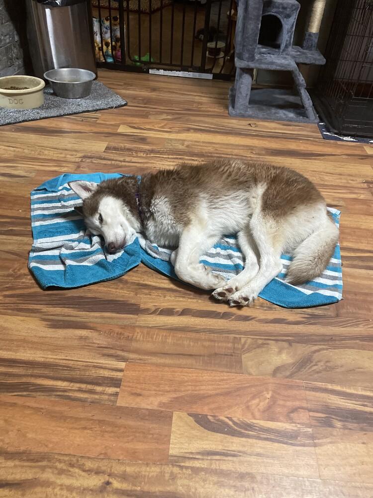 Enlarge Galaxy, a Adoptable Husky in Coldwater, MI image 2/6