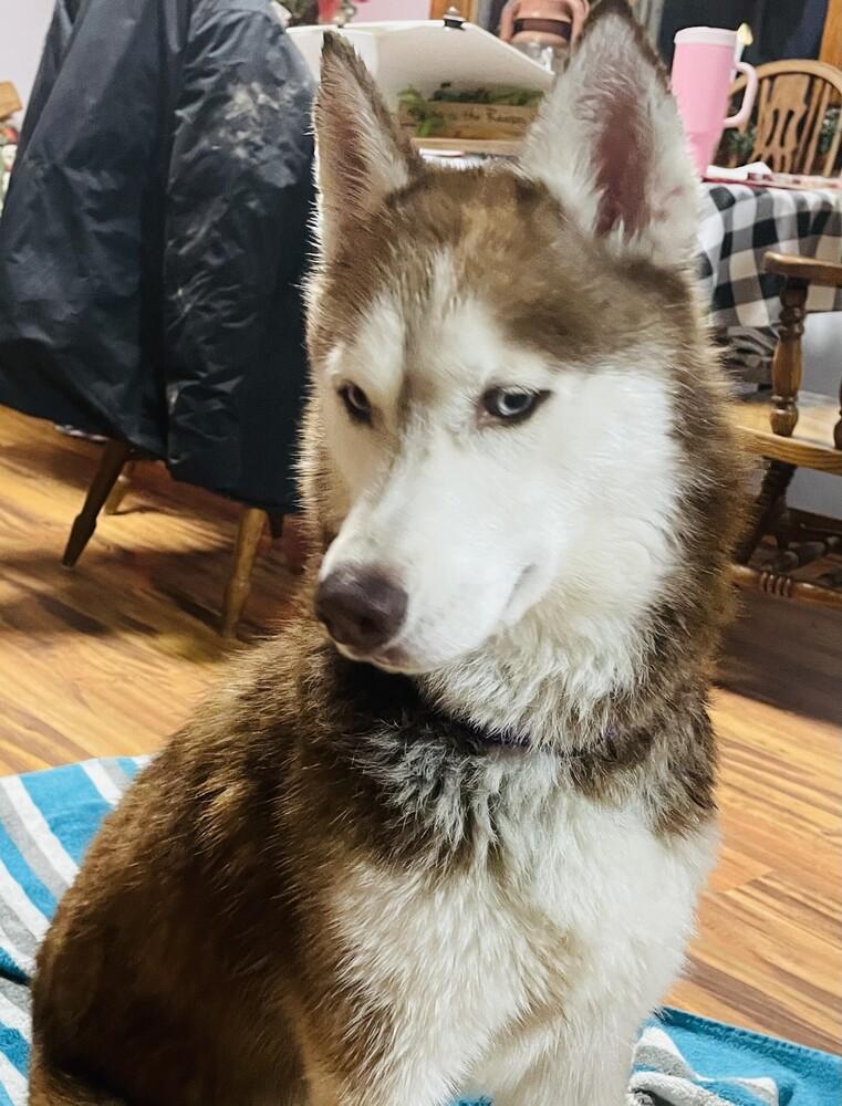 Enlarge Galaxy, a Adoptable Husky in Coldwater, MI image 3/6