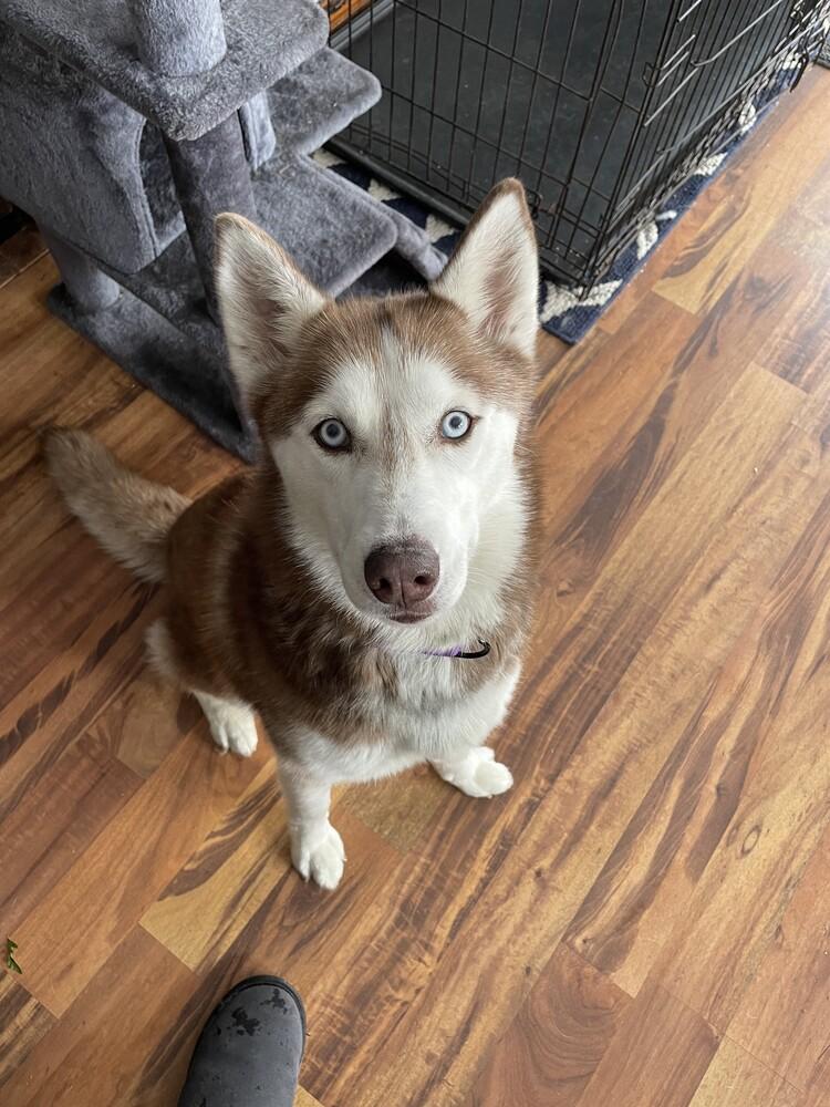 Enlarge Galaxy, a Adoptable Husky in Coldwater, MI image 4/6