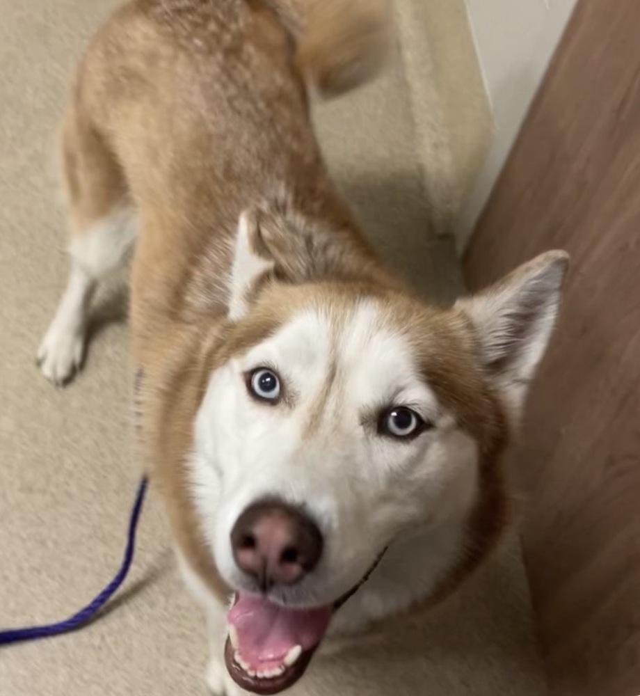 Enlarge Galaxy, a Adoptable Husky in Coldwater, MI image 5/6