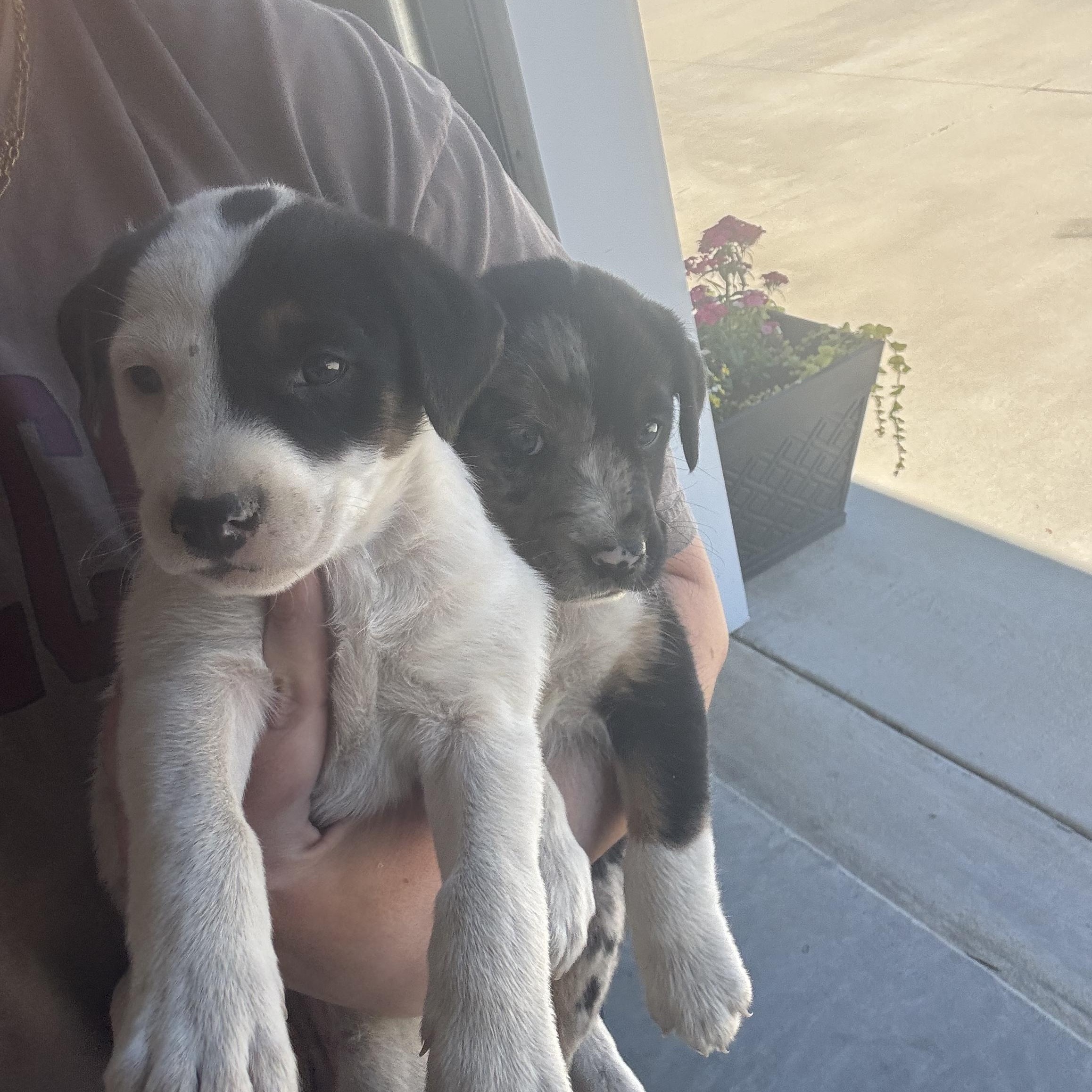 Pixie, an adopted mixed breed in Hartsville, SC image 4/4