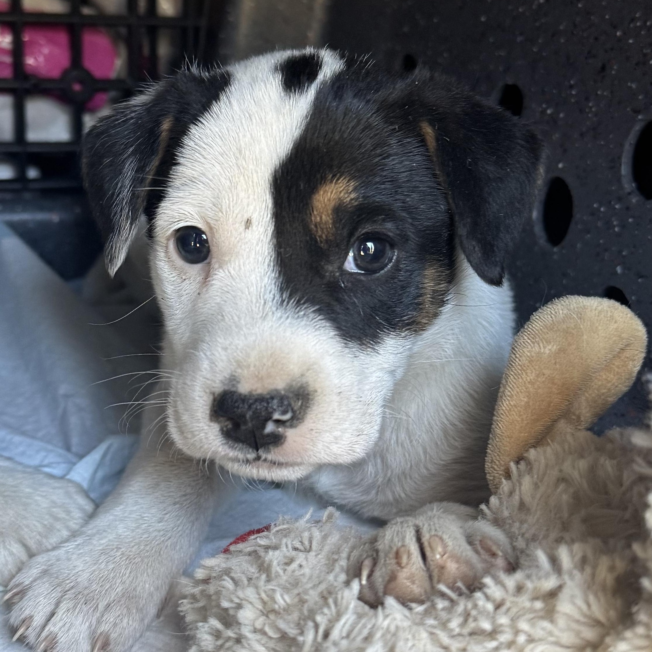 Pixie, an adopted mixed breed in Hartsville, SC image 3/4