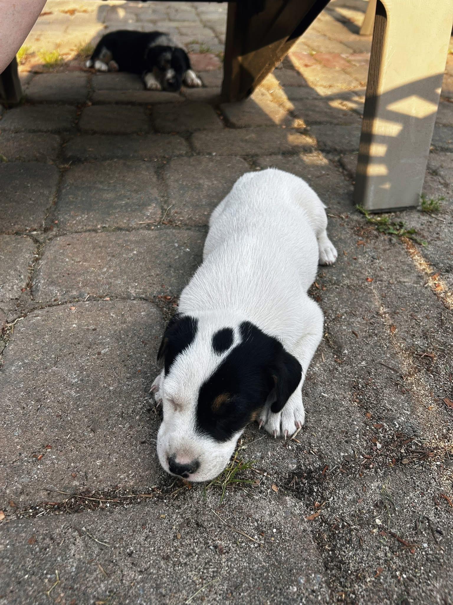 Pixie, an adopted mixed breed in Hartsville, SC image 2/4